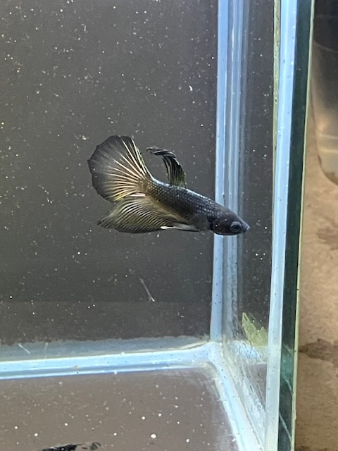 Betta bojovnice - samec 06 - 2
