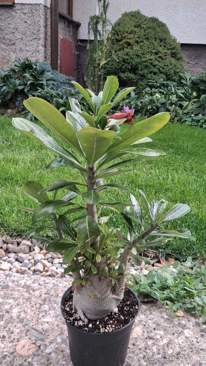 Adenium - 2