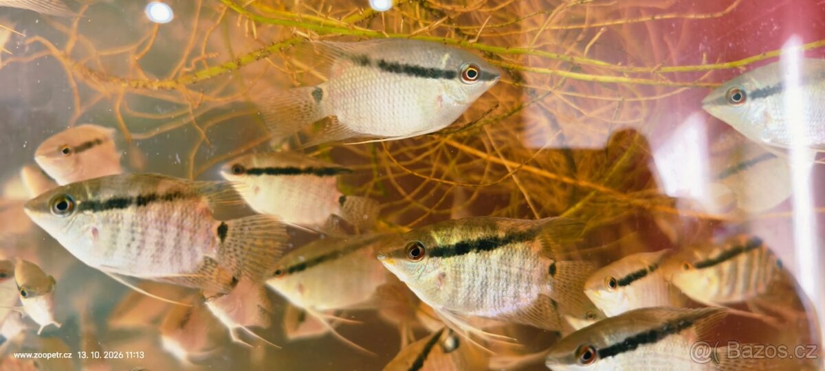 Kančík Mesonauta mirificus - 2