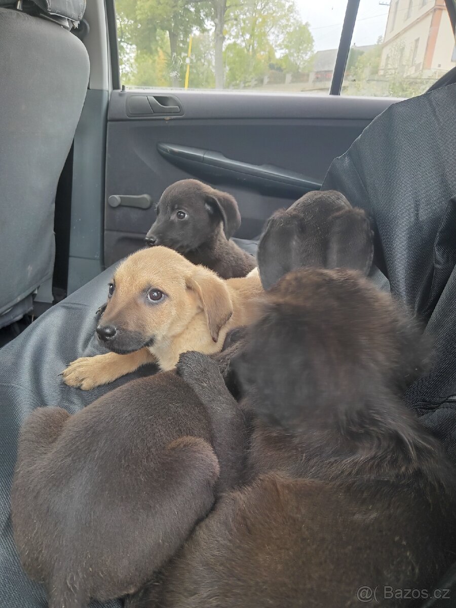 Štěňata Labrador - 2
