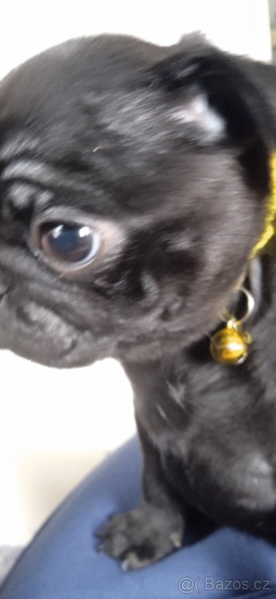 Mops s PP - 2