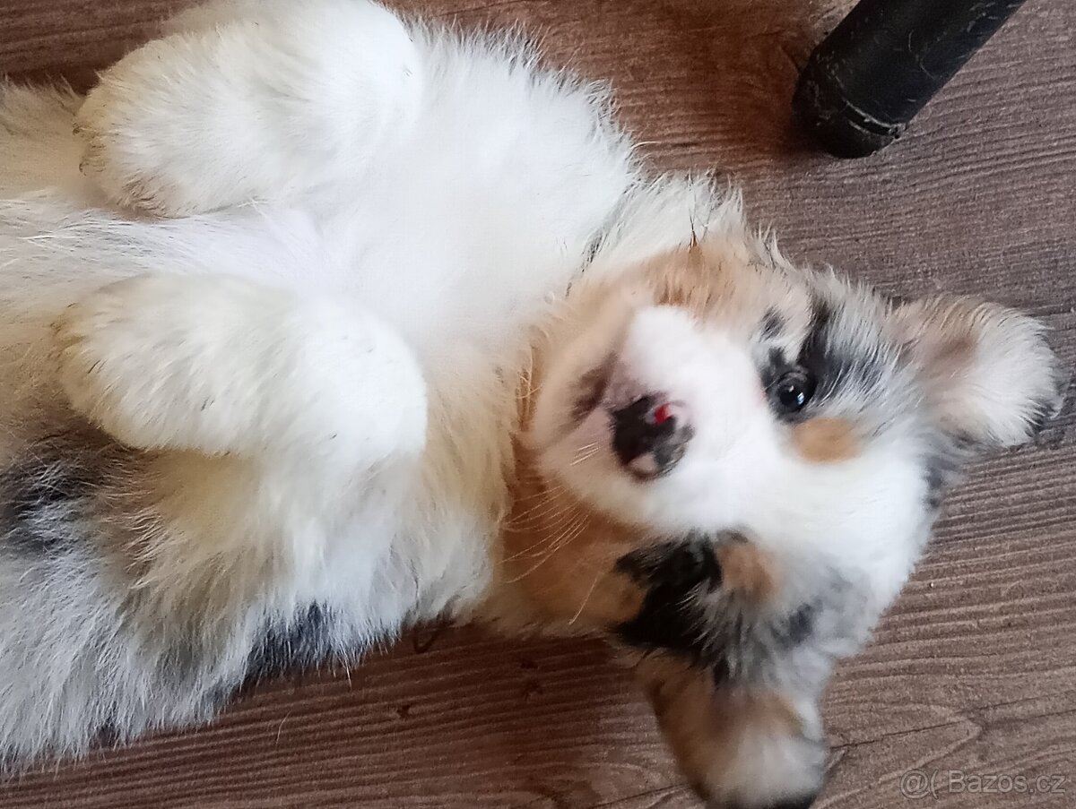 Rezervace Australský ovčák bez PP fenka (černý obojek) - 2