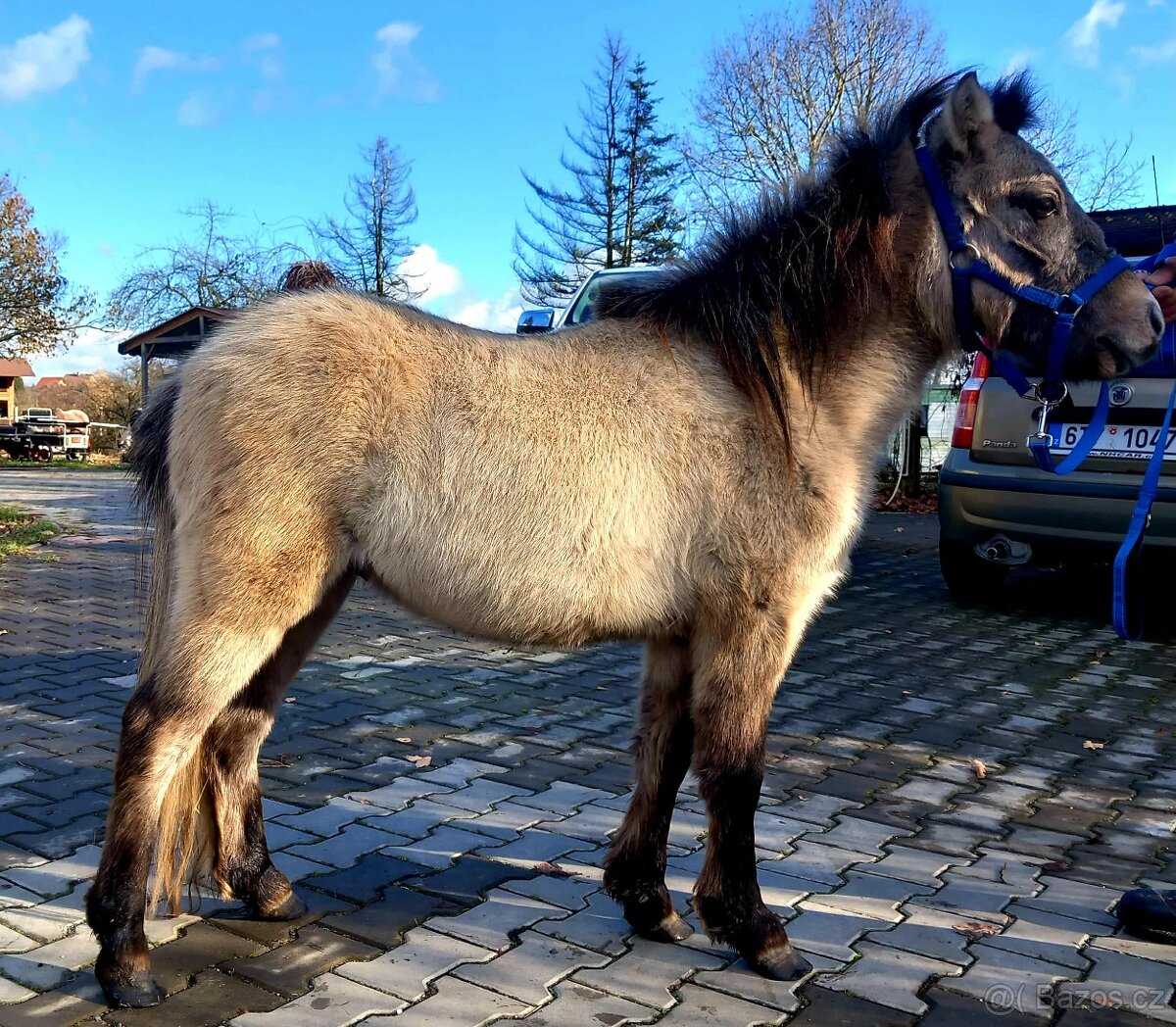 Pony hřebeček - 2