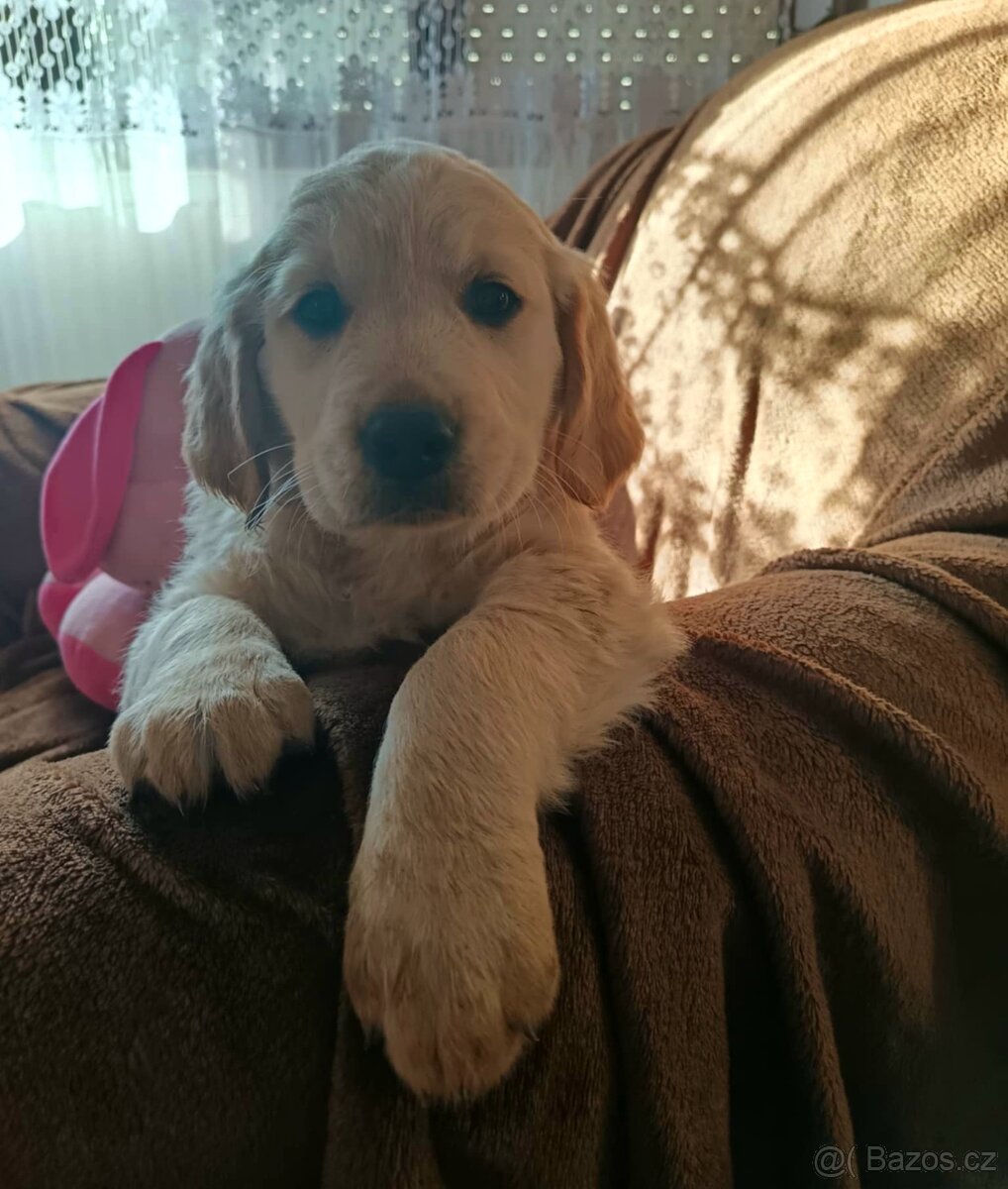 Zlatý retriever, zlatý retrívr - štěňata - 2