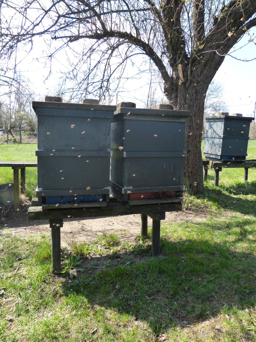 Prodám dvoje včelstva, kompletní i s úly, možné i jednotlivě - 2