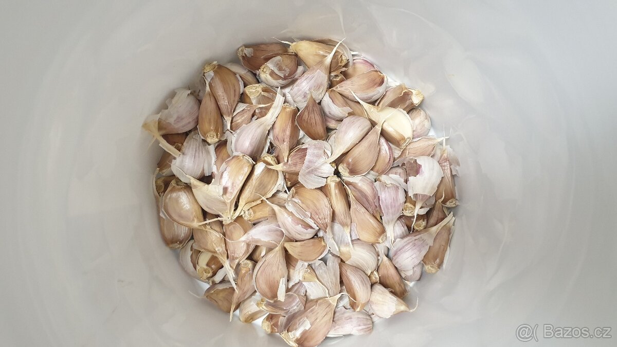Česnek sadbový - 2