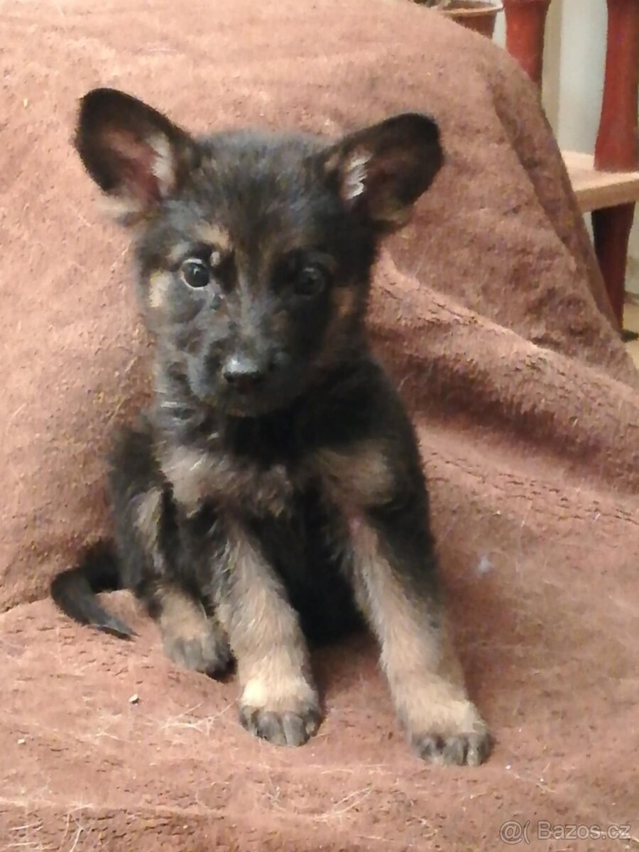 Nemecky ovčák typu Rex(štěňata) - 2