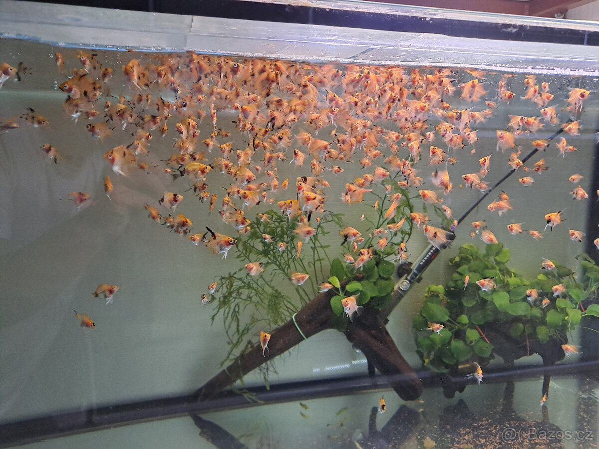 Skaláry RED Devil - 2