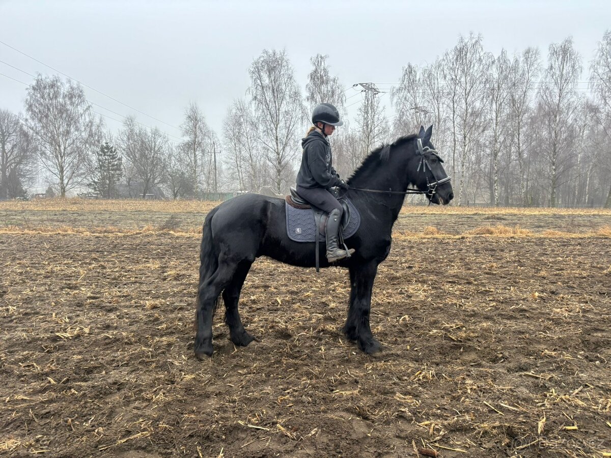 Fríský valach, 17 let - 2