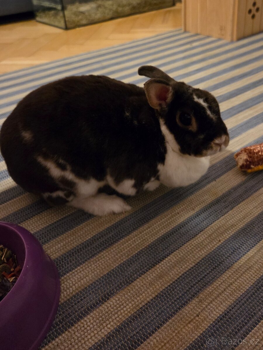 Samička zakrslého králíka - 2