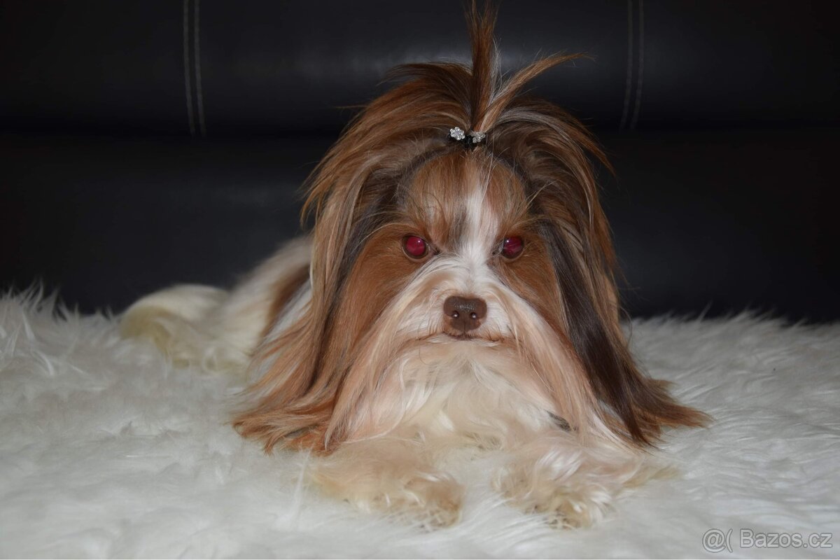 Biro yorkshire teriér ke krytí - 2