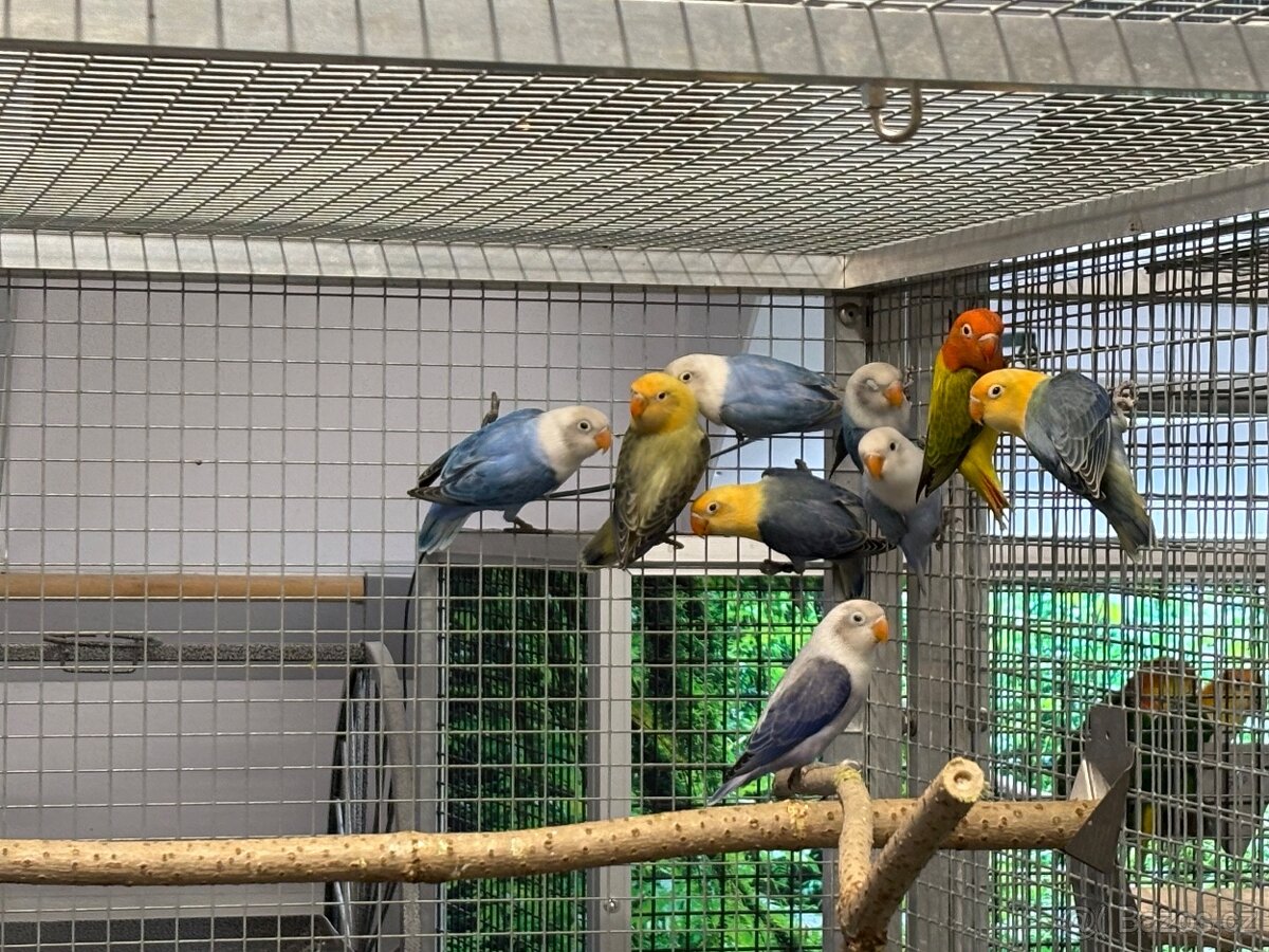 Agapornis fischeri - 2