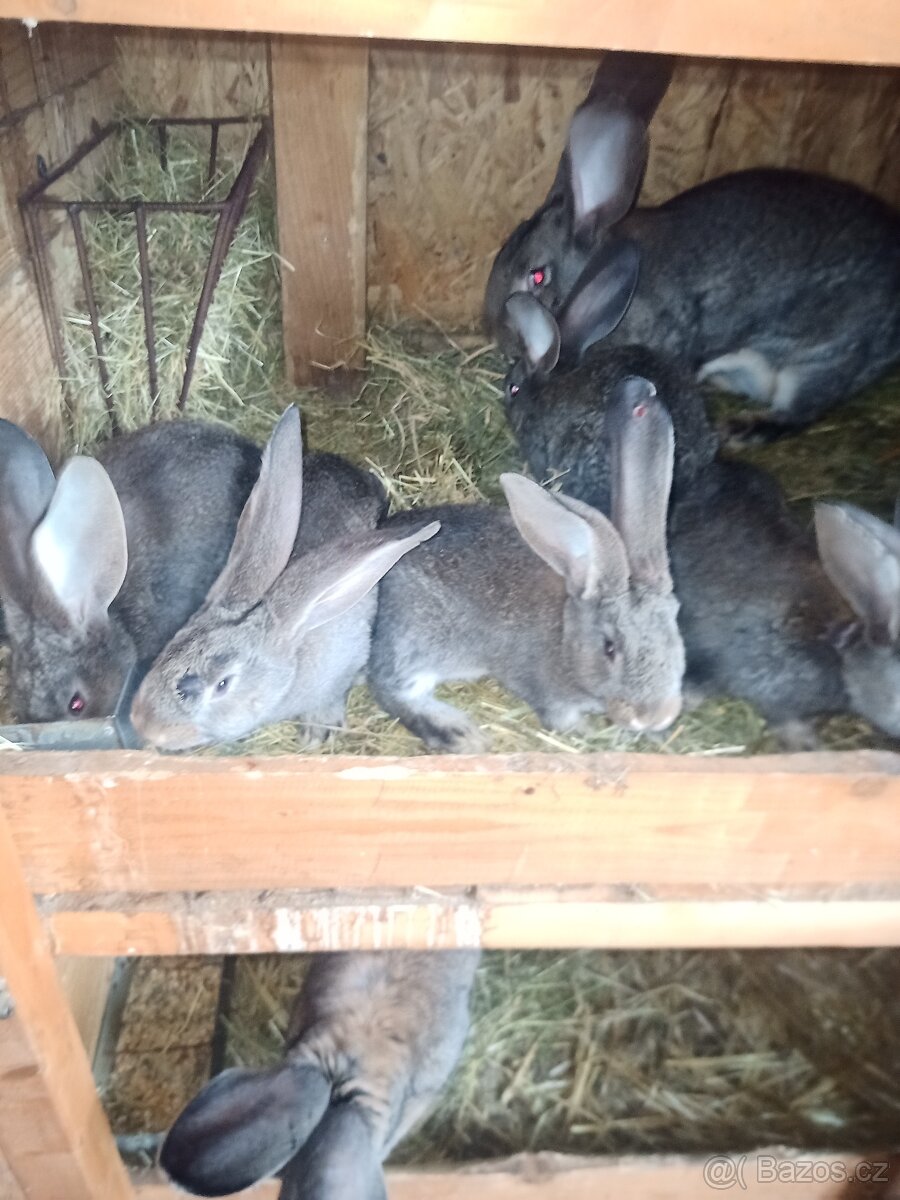 Belgický obr divoce zbarvený - 2