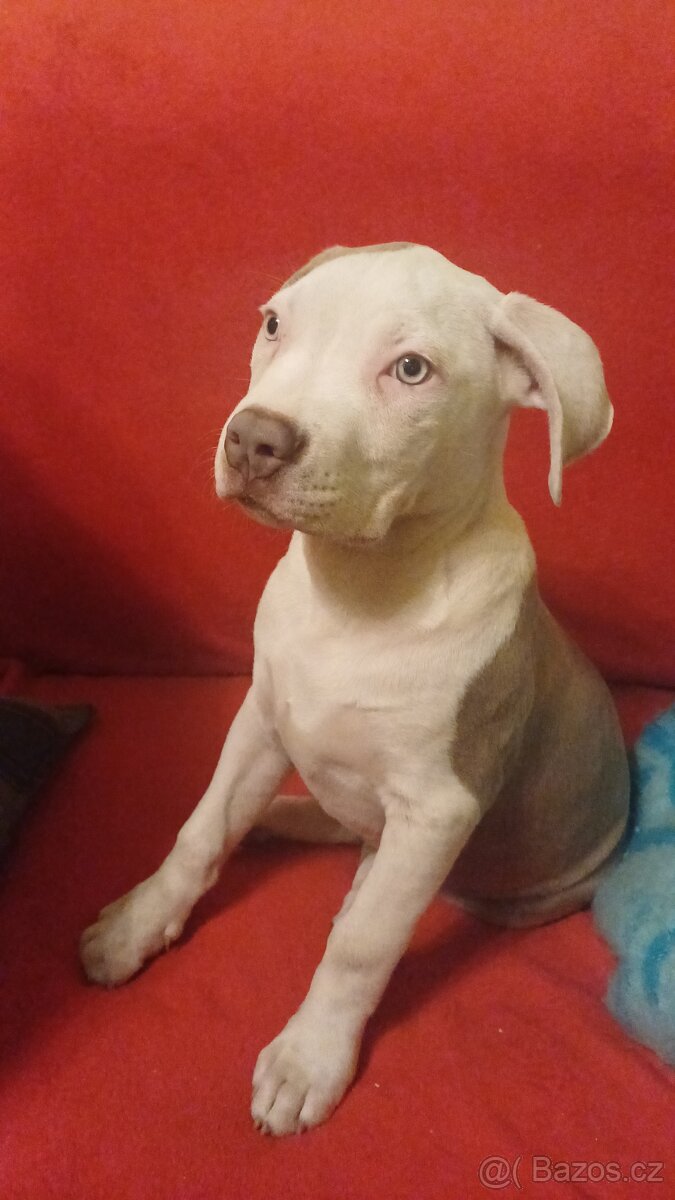 American bully xl stene - 2