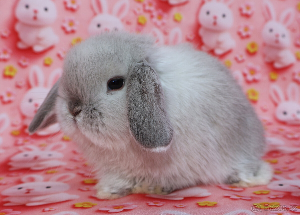 Zakrslí beránci NHD . - 2