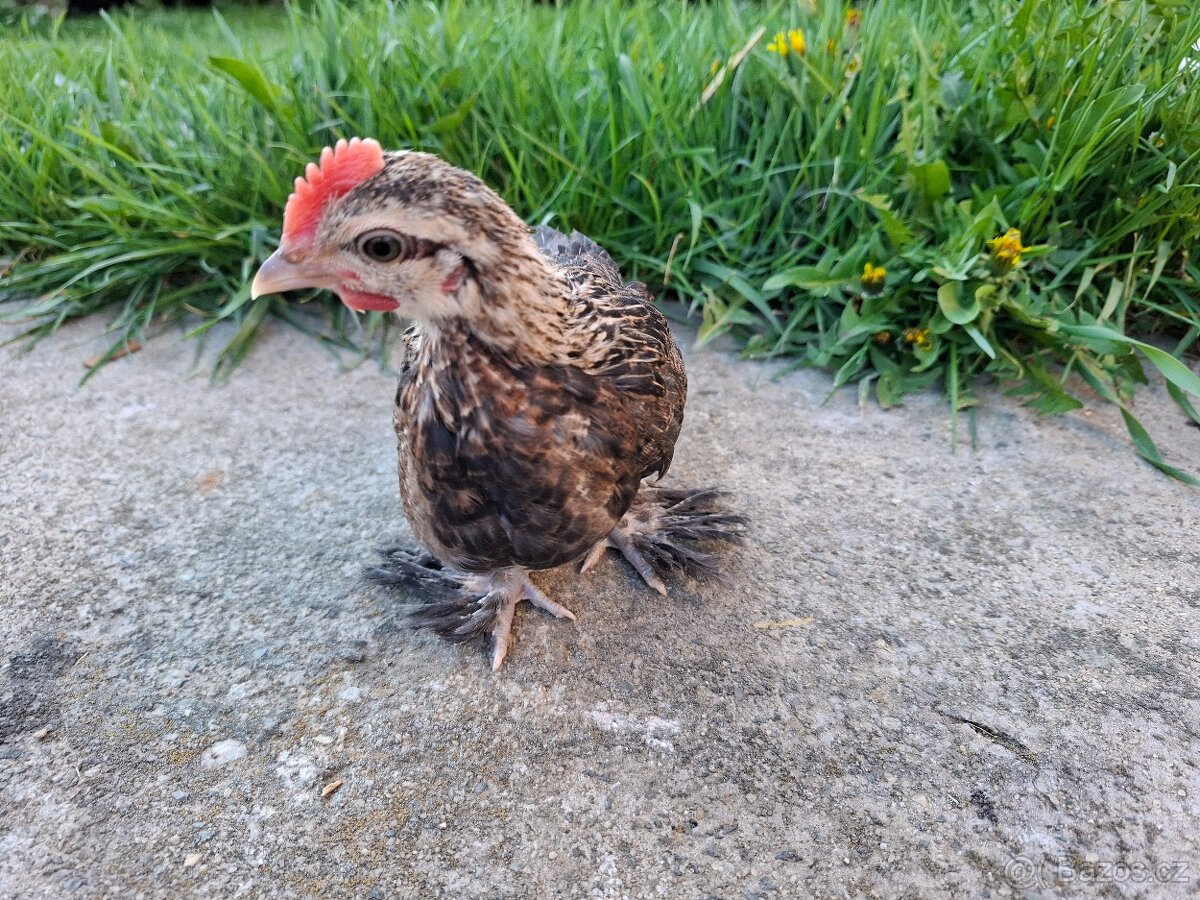 Zakrslá rousná - 2