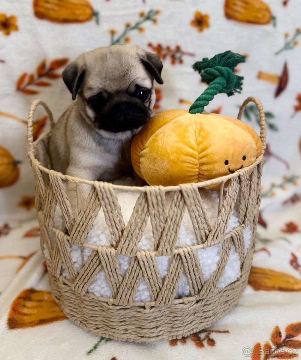 Mops s PP, Pug - 2