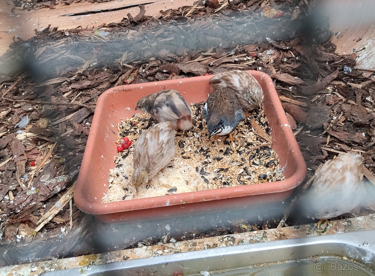 Křepelka cinska - 2