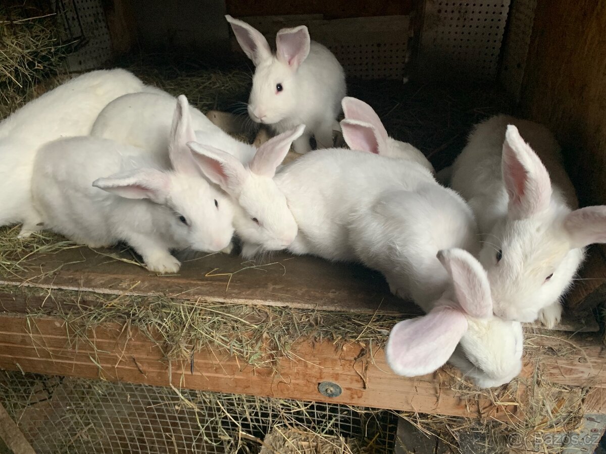 Králíci - 2