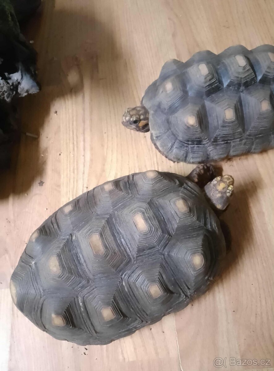 želva - 2
