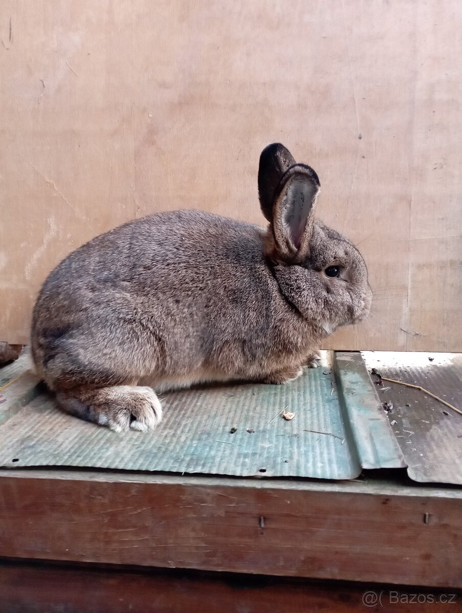 Vídeňský šedý samci i samice - 2