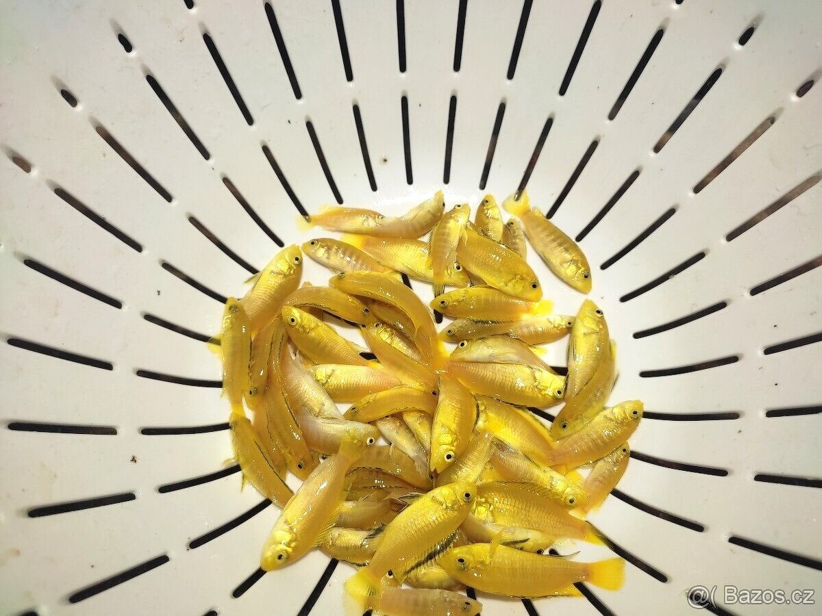 TLAMOVCI TANGANIKA MALAWI - 2