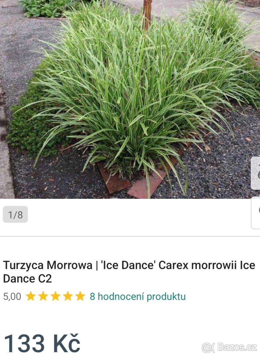 Ostřice panašovaná Ice Dance - 2