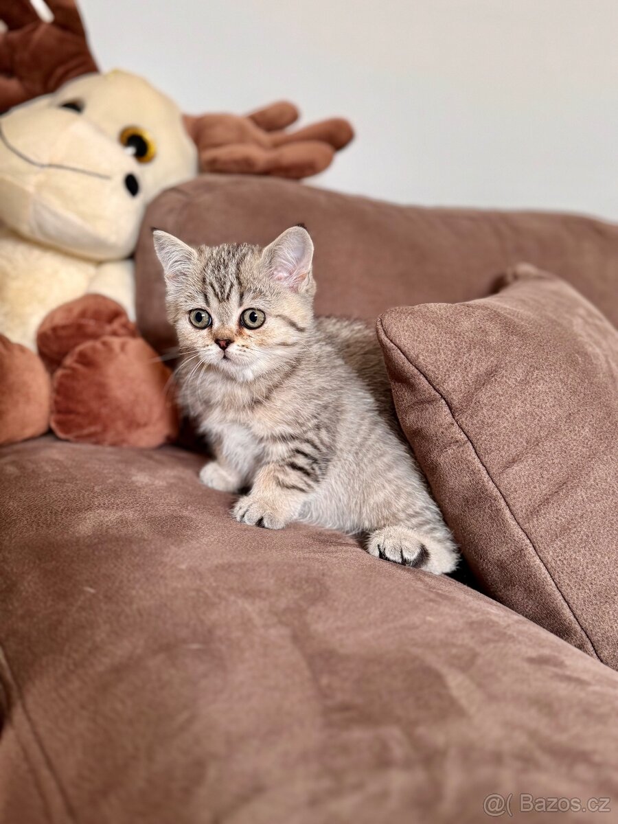 Skotská klapouchá kočka, scottish straight s PP - 2