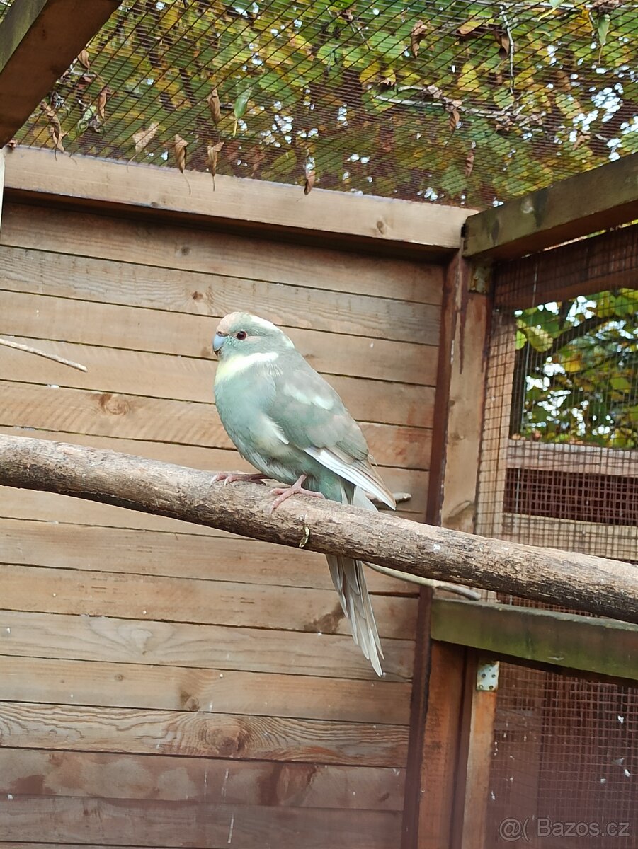 Kakariki chovný pár - 2