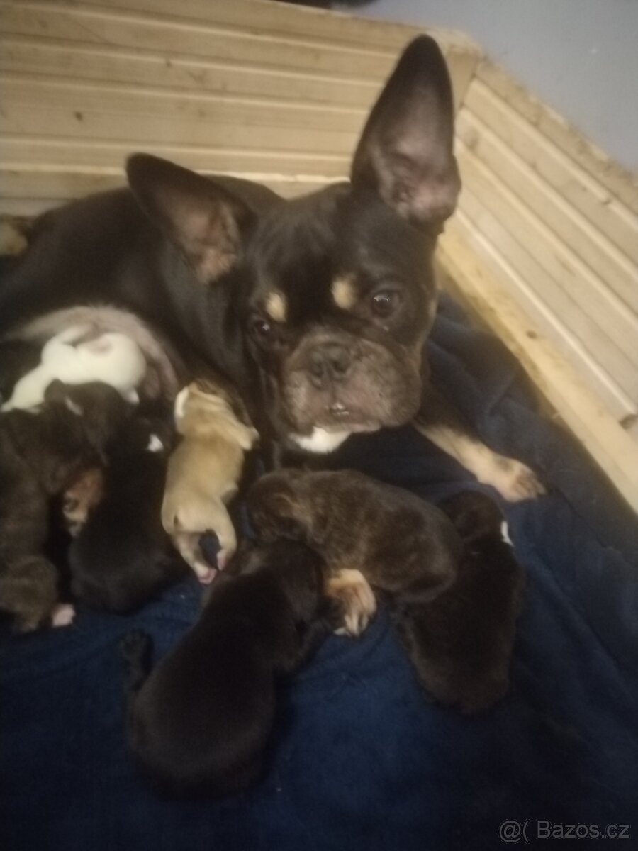 Francouzský buldoček - 2