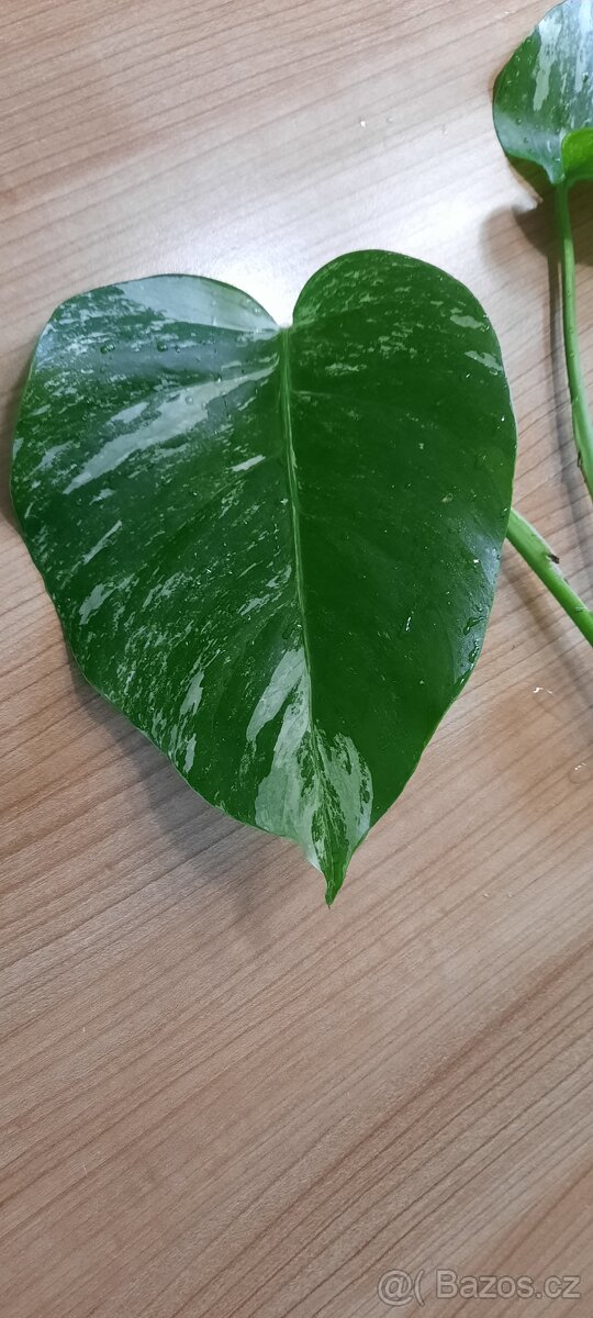 Monstera albo - různé řízky - 2