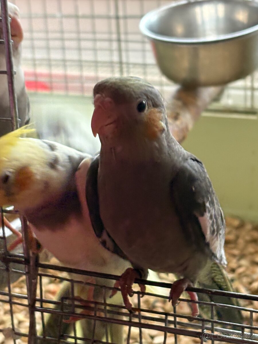 Korely ručně dokrmené - 2
