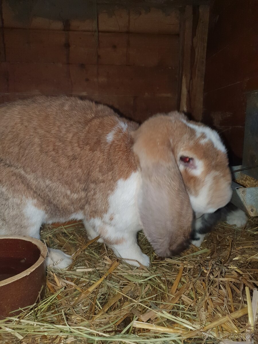 Francouzský beran - 2