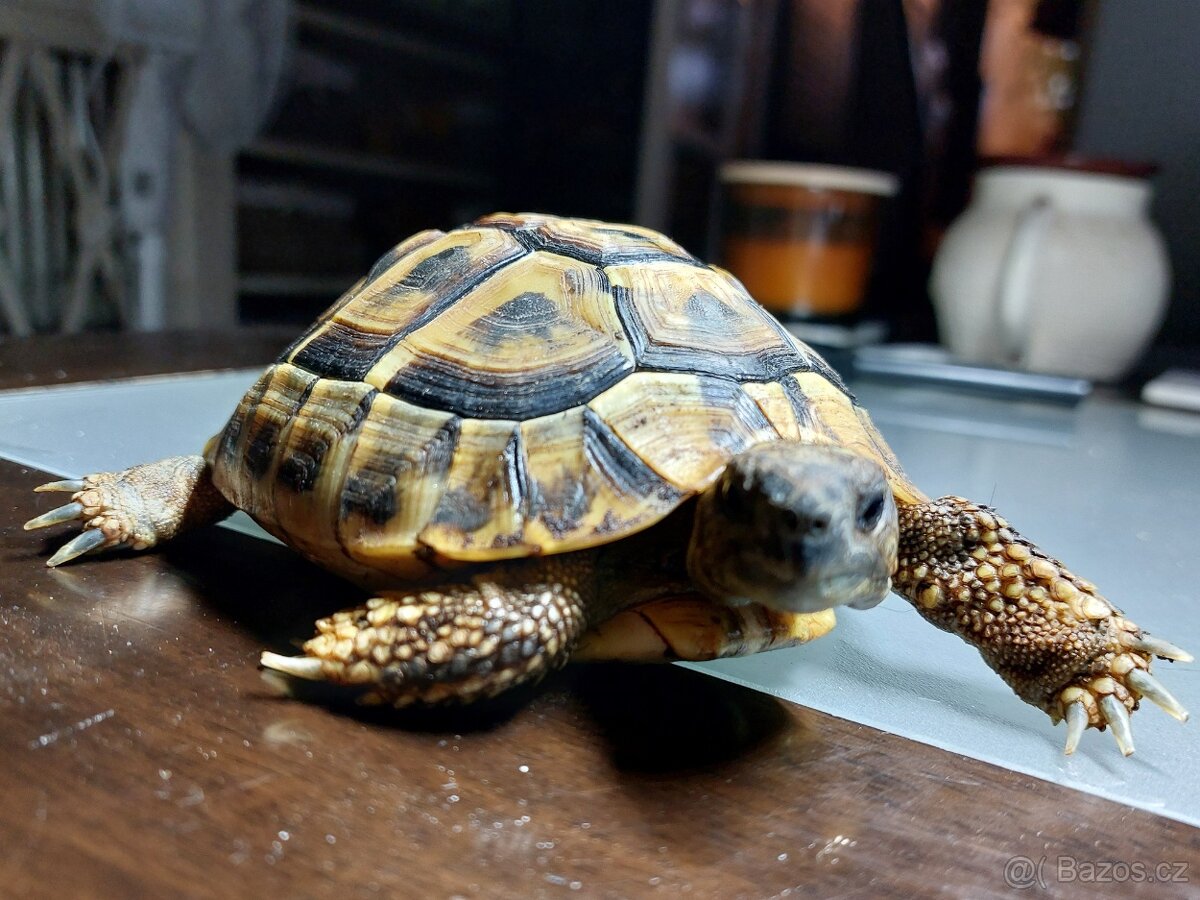 Želva zelenavá - 2