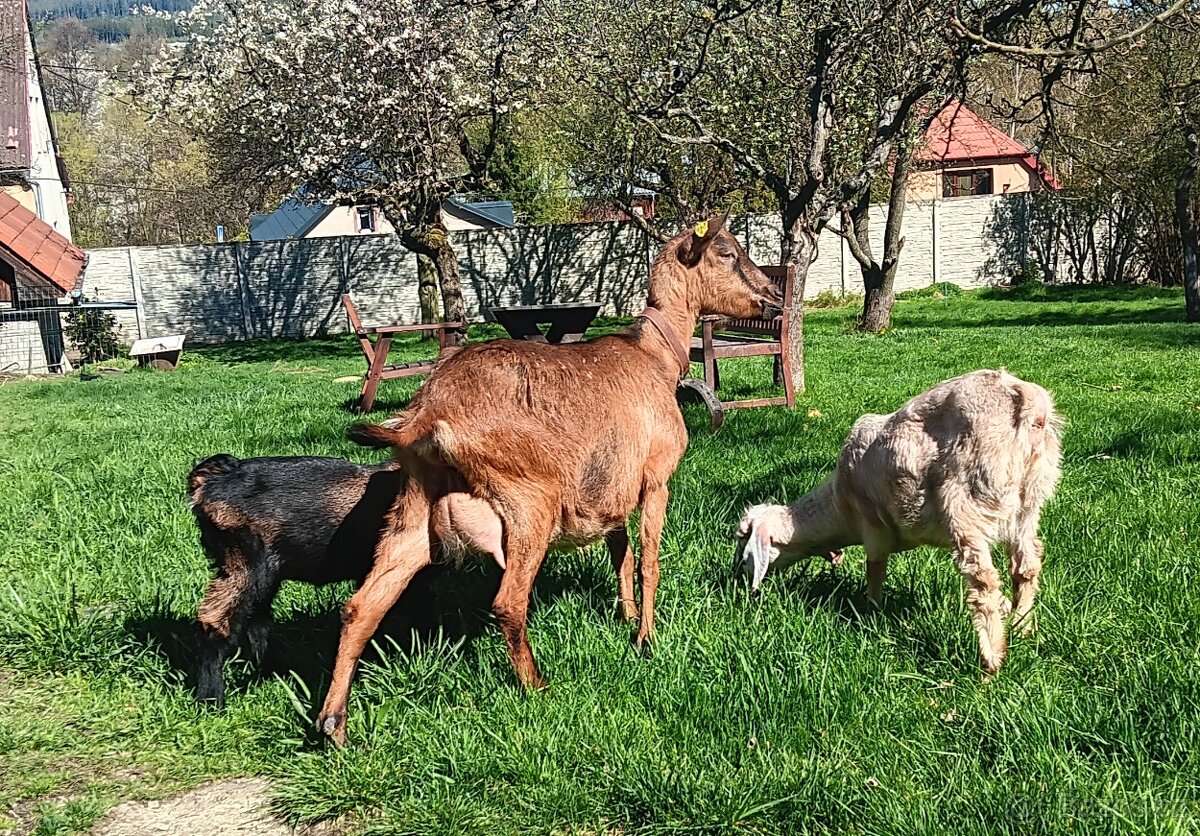 Dojná koza - 2