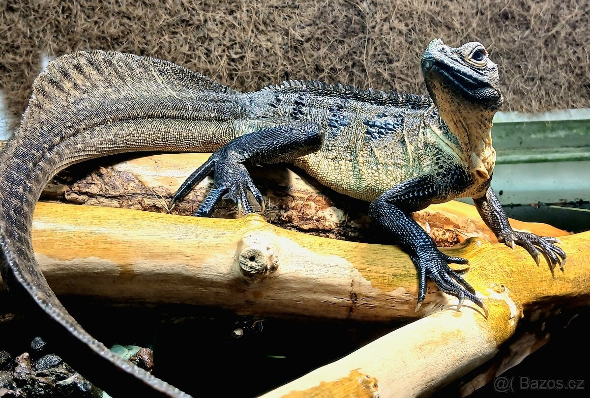 Hydrosaurus microlophus - 2