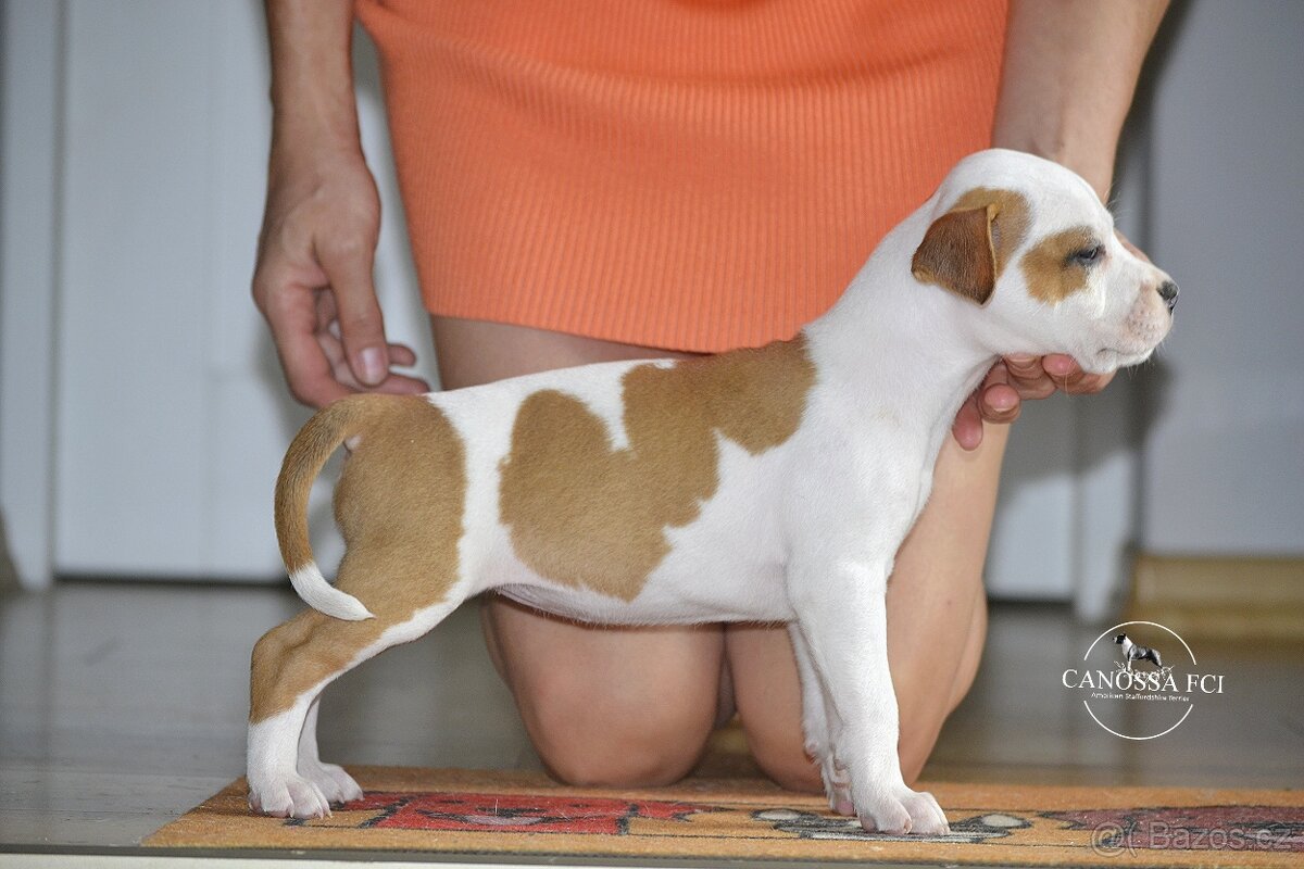 Americký stafordšírský teriér, fenka po rodičích z USA - 2