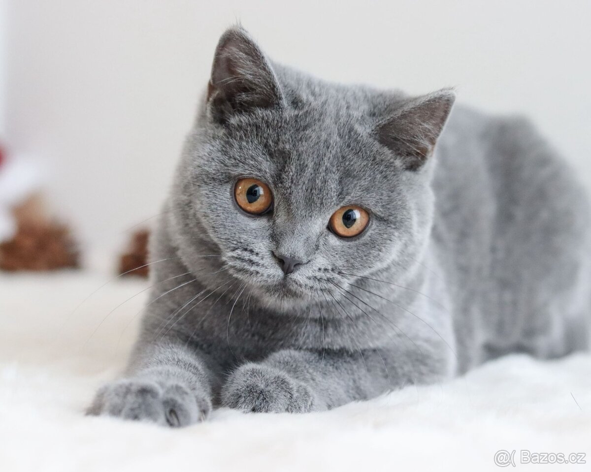 Britská koťátka s PP - 2