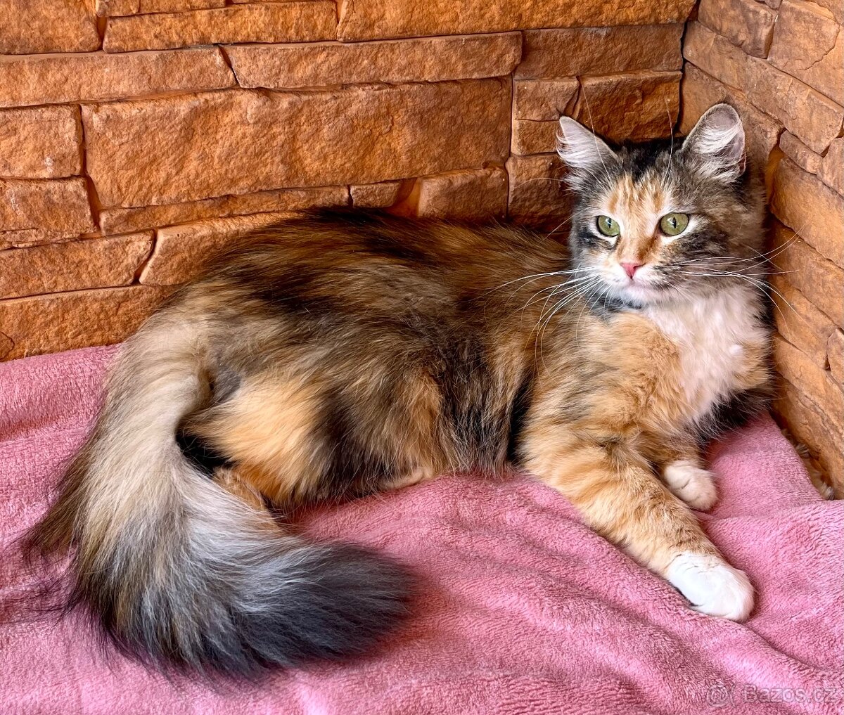 Sibiřská kočka a kocour 1,5 roku s PP - 2