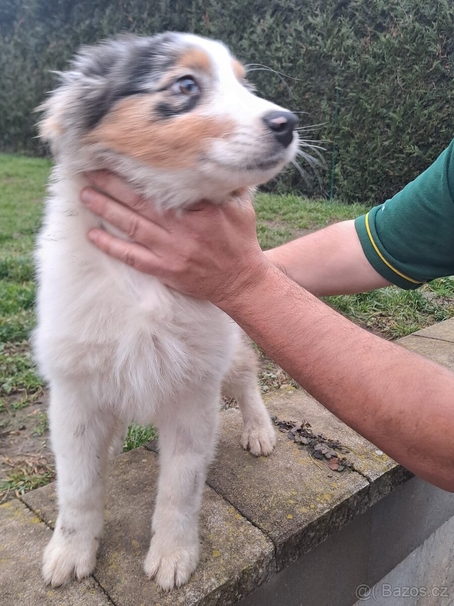Chovatelská stanice nabízí štěňátka australských ovčáků s PP - 2