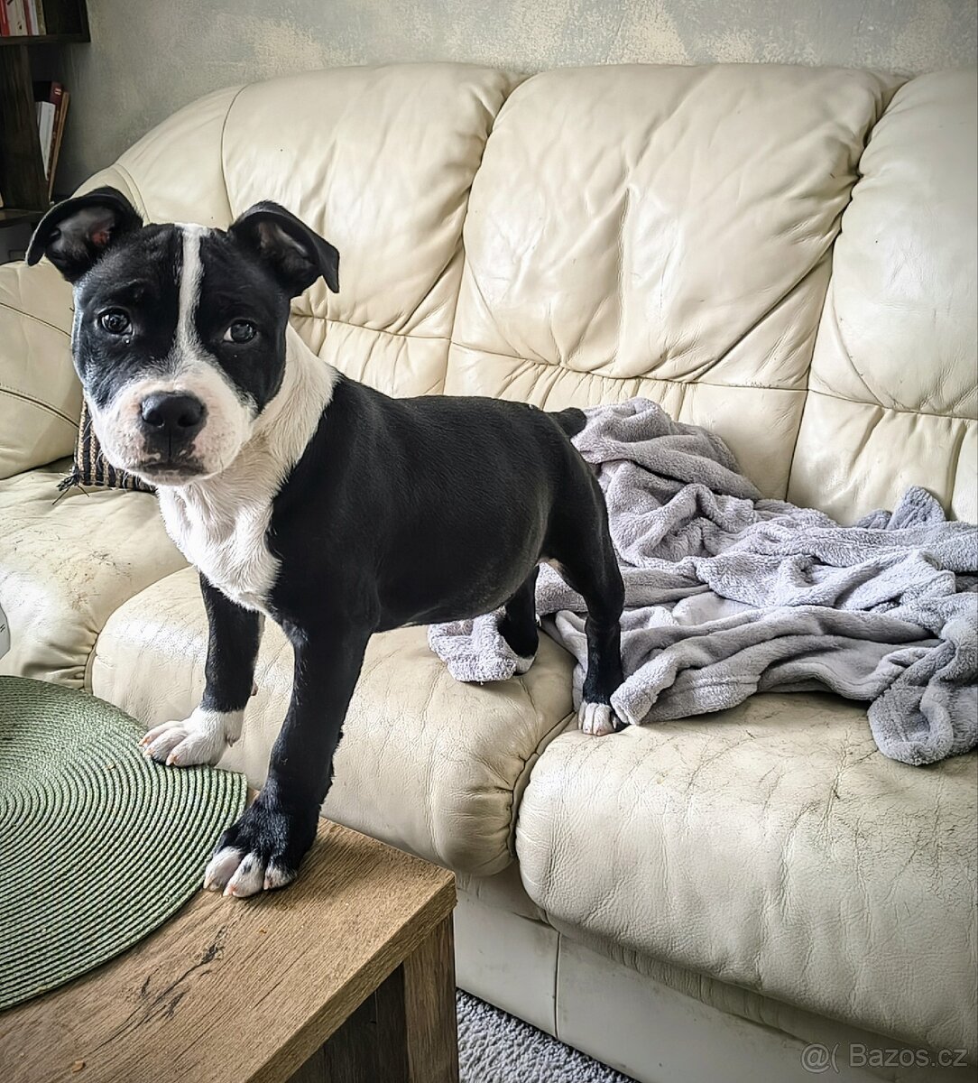 Stafordšírský Bulteriér - 2