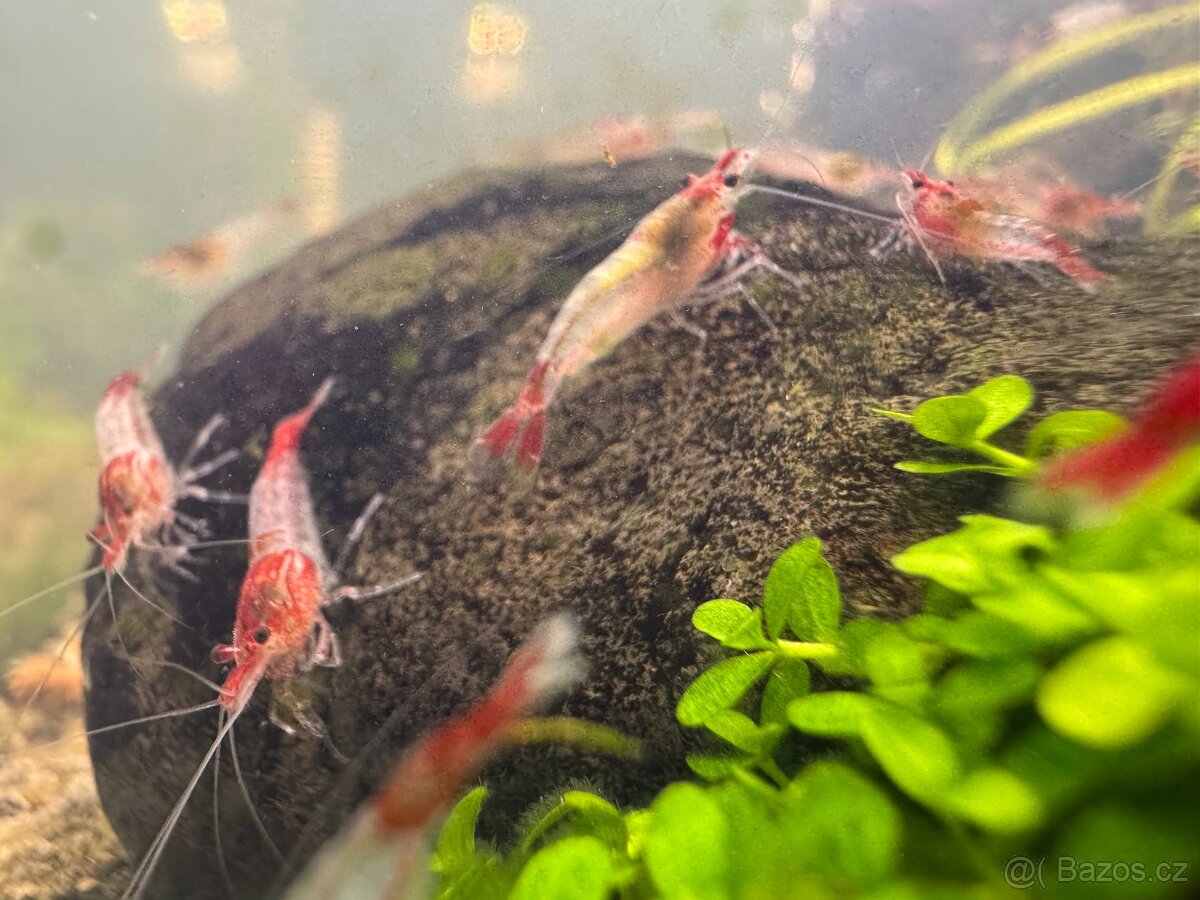 Krevety Neocaridina red rili - 2