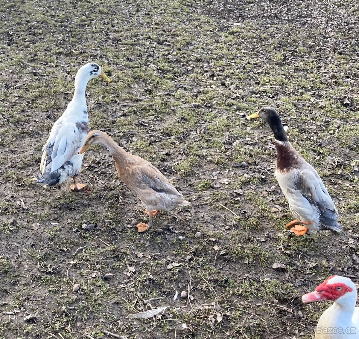 Indický běžec - 2