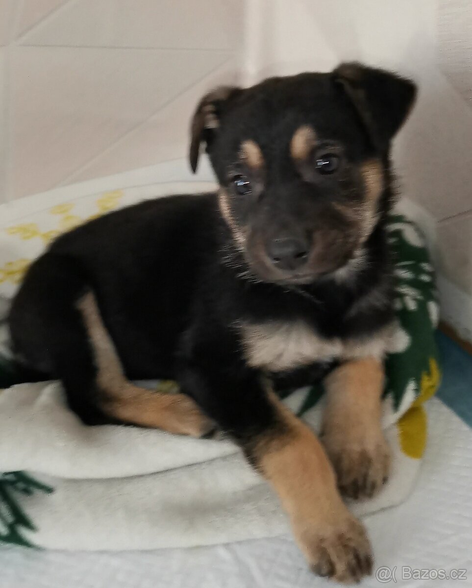 Německý Ovčák - 2