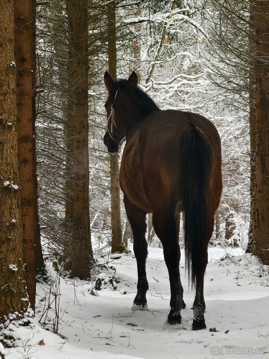 Krásná Grullo Klisna - 2