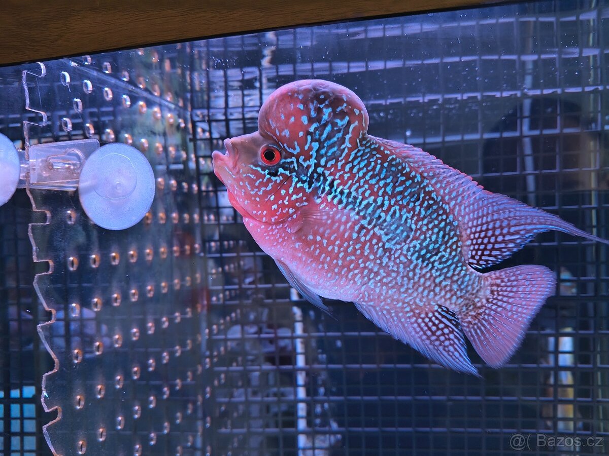 Flowerhorn teď dragon - 2
