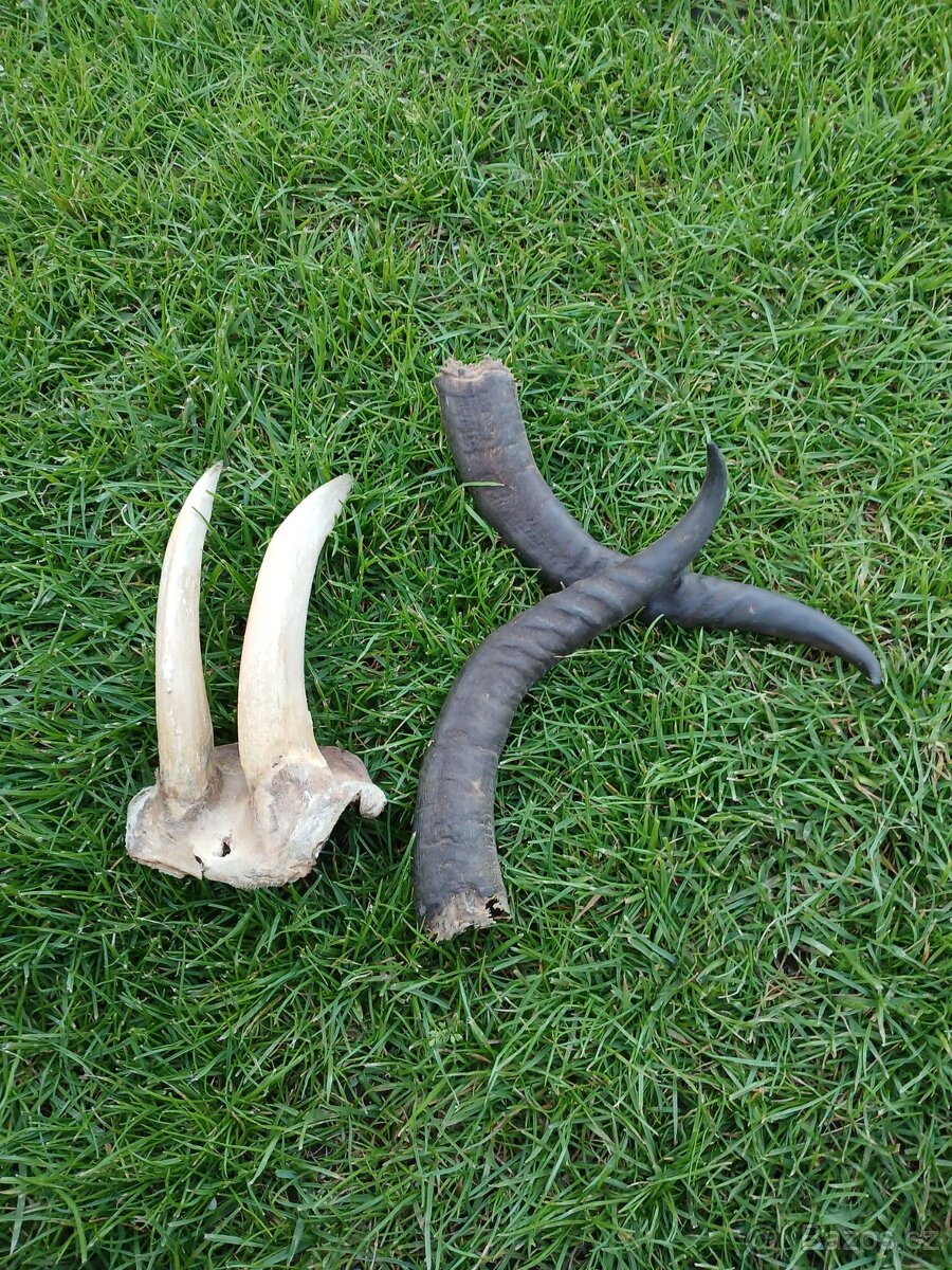 antilopa skakava trofej paroží na lovecký nůž - 2