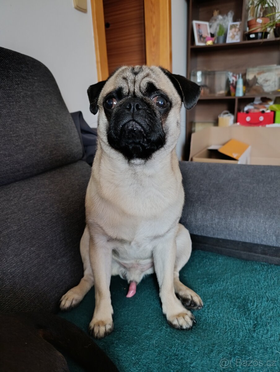 Hledáme fenku pro krytí - MOPS - 2