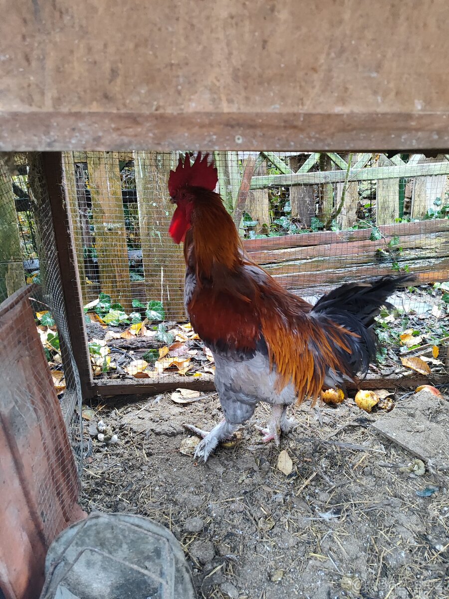 Maranský kohout - k odběru co nejdříve - 2