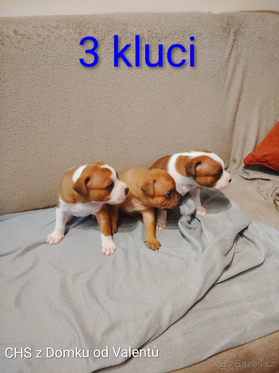 Štěňátka stafordšírský bulteriér s PP - 2